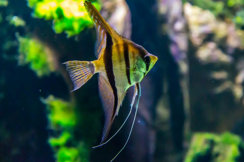 macro shot photography of yellow and black fish