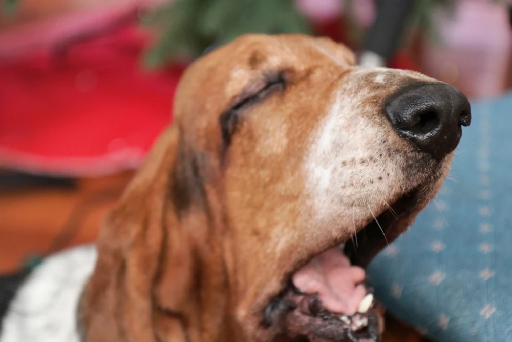 Brown old dog yawning, close