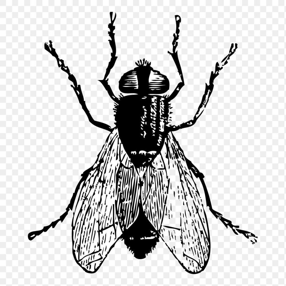 Fly insect png sticker, animal