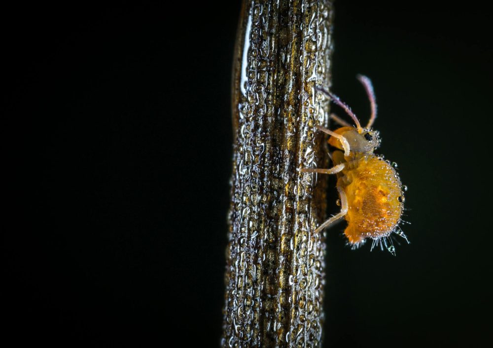 macro shot of yellow crawling insect