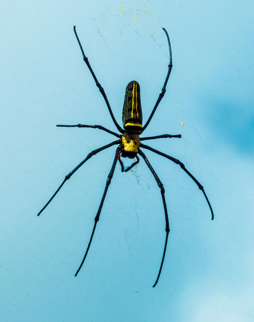 black and yellow spider